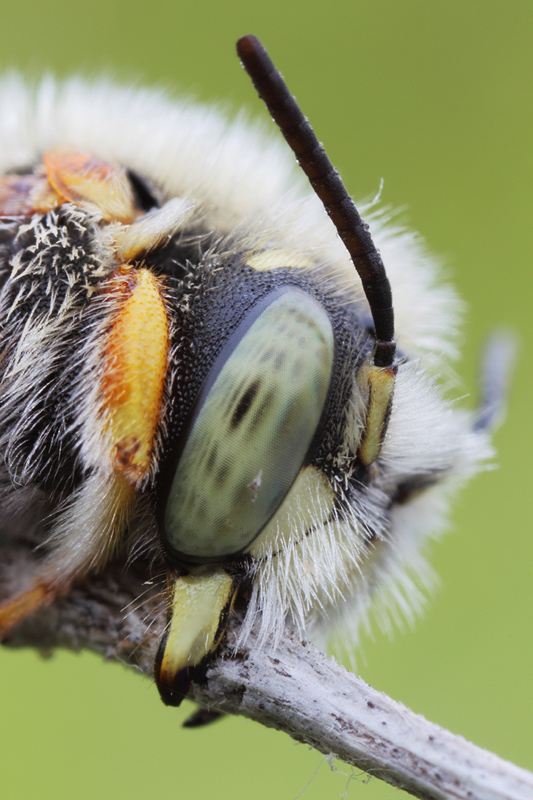 Apidae Megachilinae: cfr. Anthidium punctatum